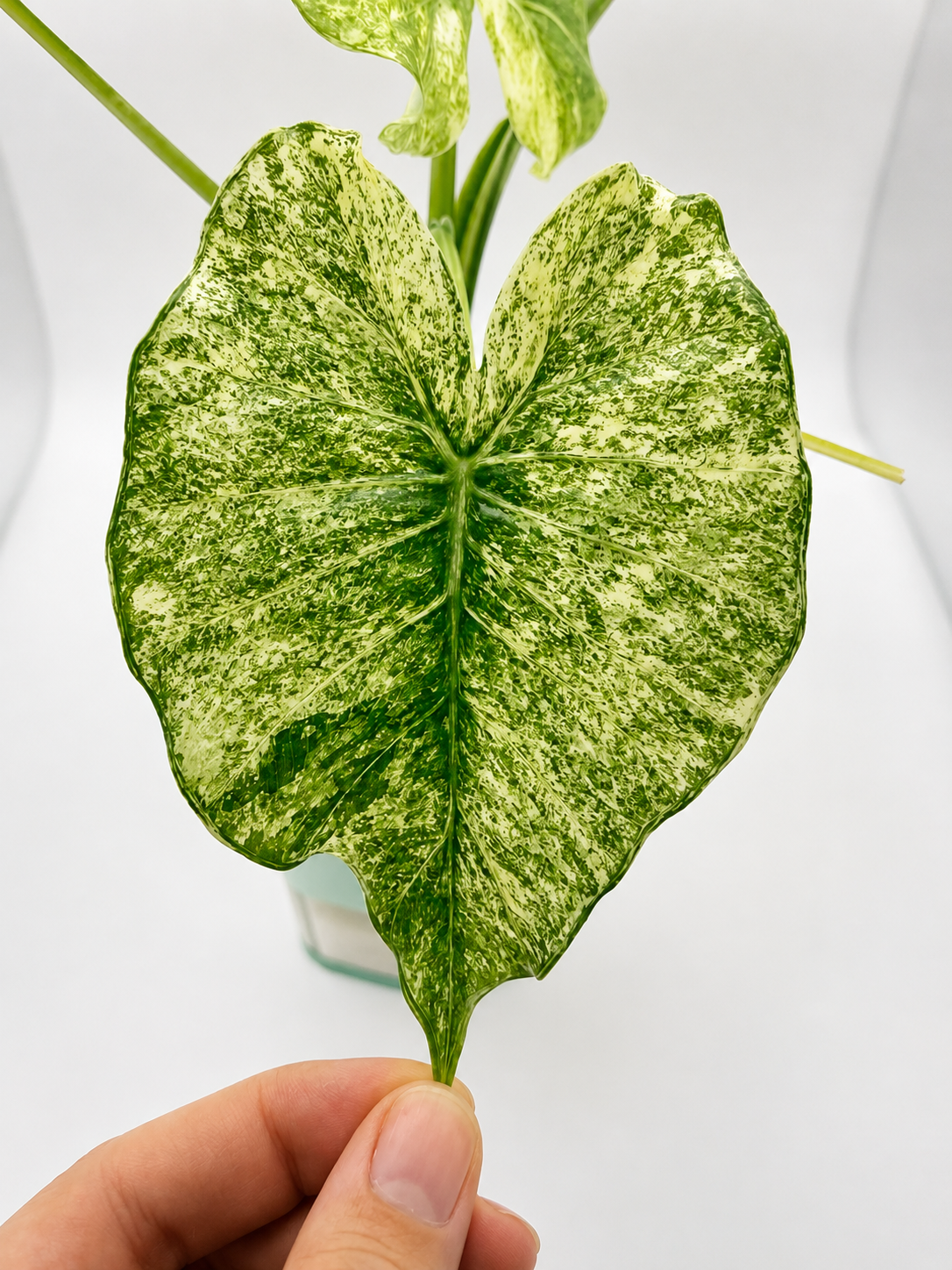 Alocasia Gageana Albo - Mother Plant Size