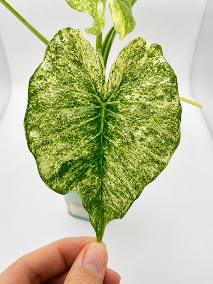Alocasia Gageana Albo - Mother Plant Size