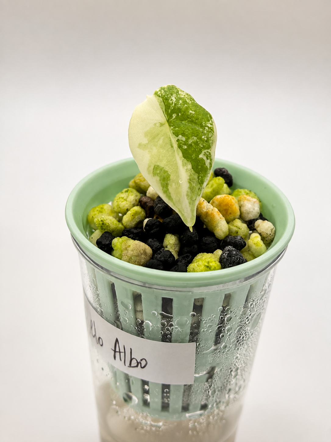 Alocasia Melo Albo