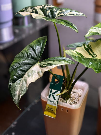 Alocasia Simpo Albo - Mother Plant Size