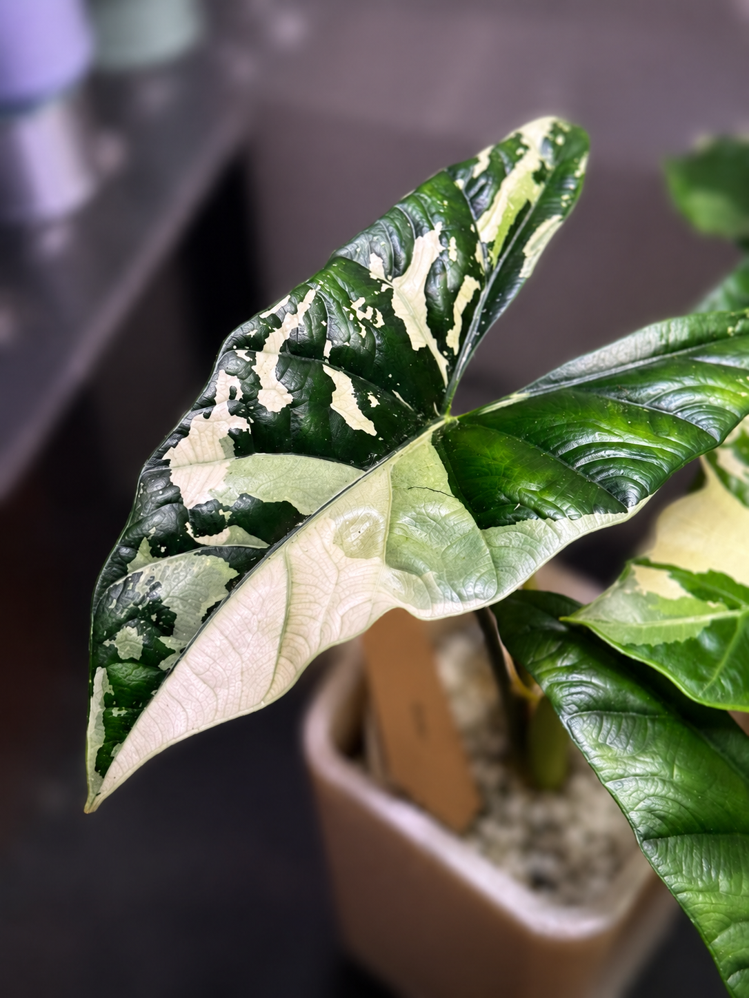 Alocasia Simpo Albo - Mother Plant Size