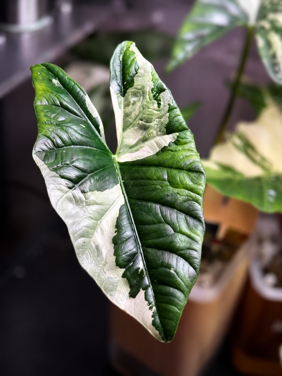 Alocasia Simpo Albo - Mother Plant Size
