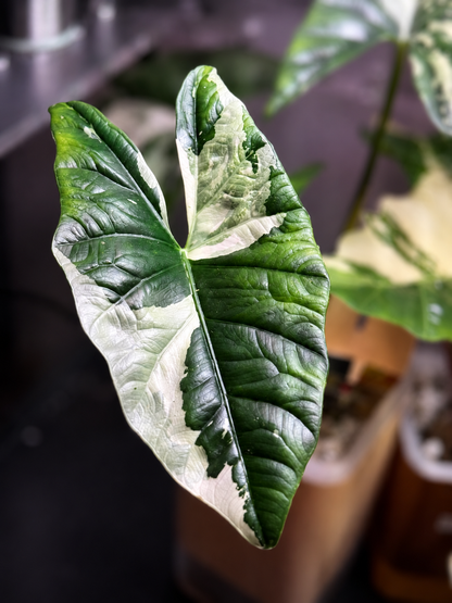 Alocasia Simpo Albo - Mother Plant Size