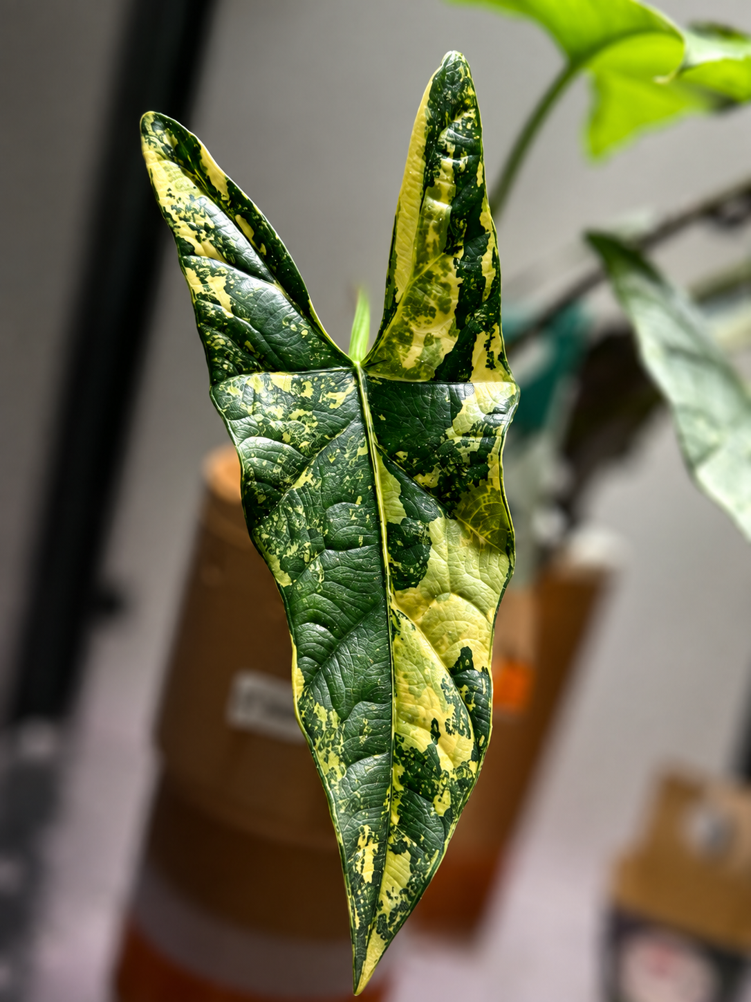 Alocasia Simpo Aurea - Mother Plant Size
