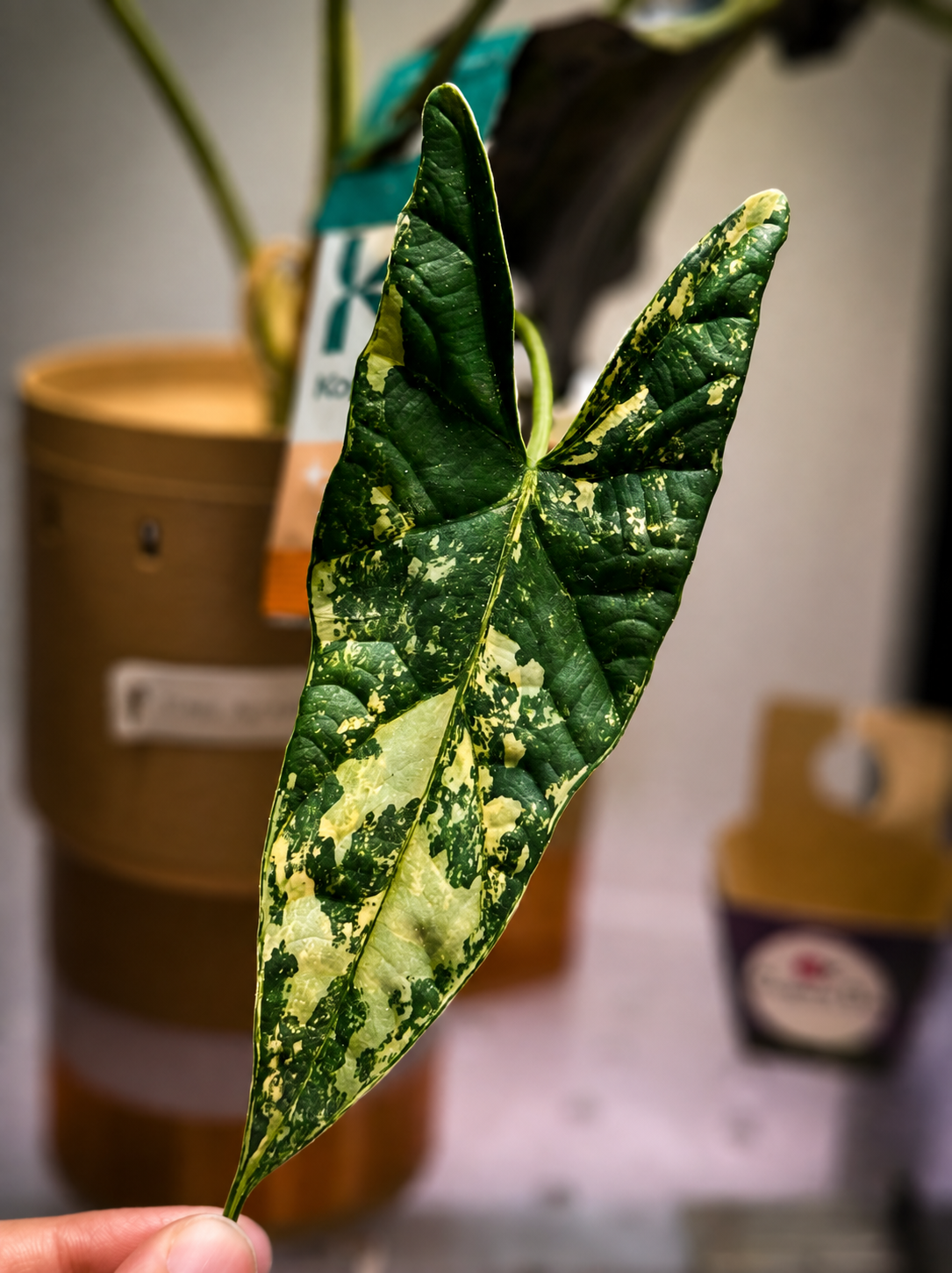 Alocasia Simpo Aurea - Mother Plant Size
