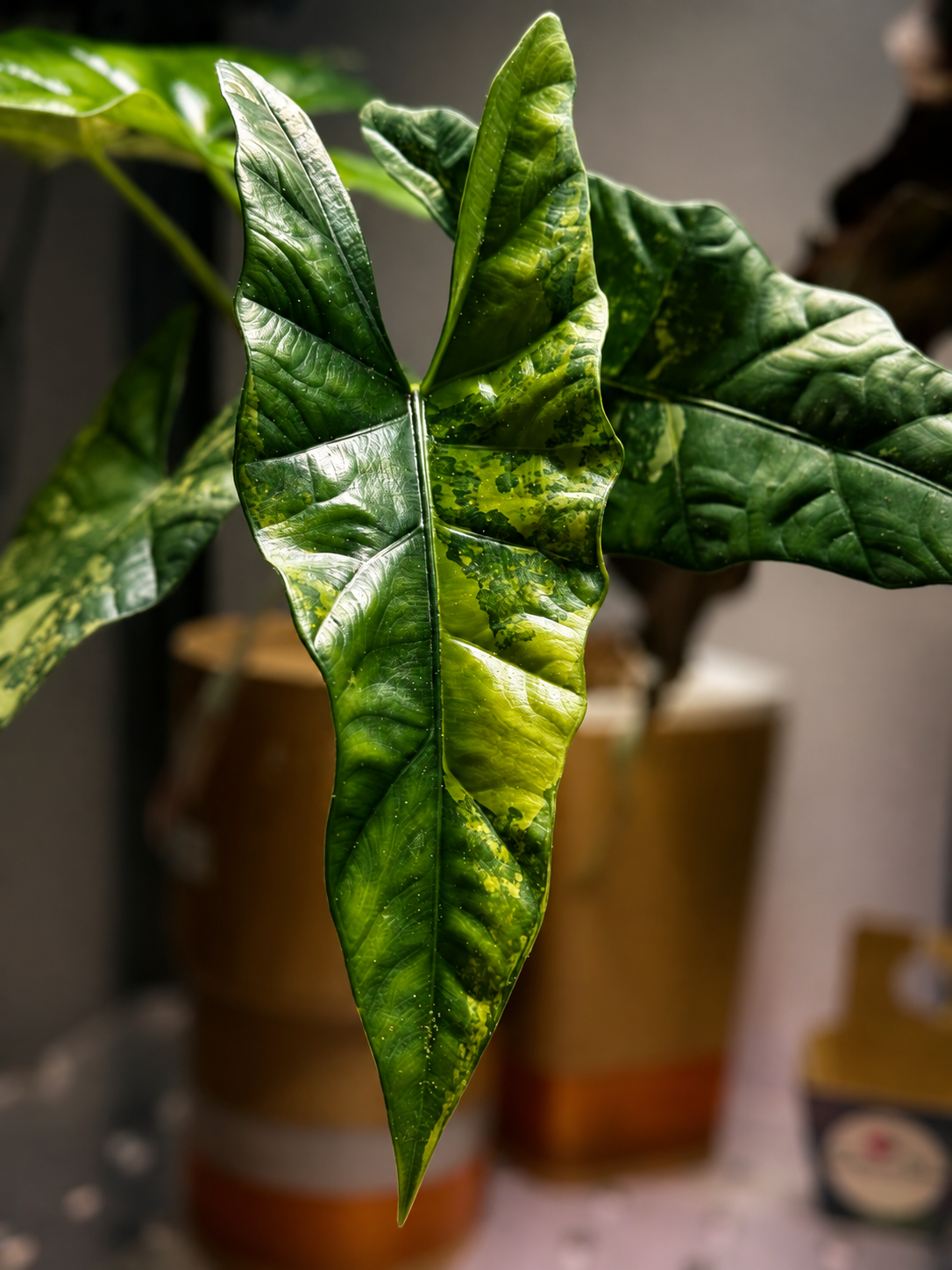 Alocasia Simpo Aurea - Mother Plant Size