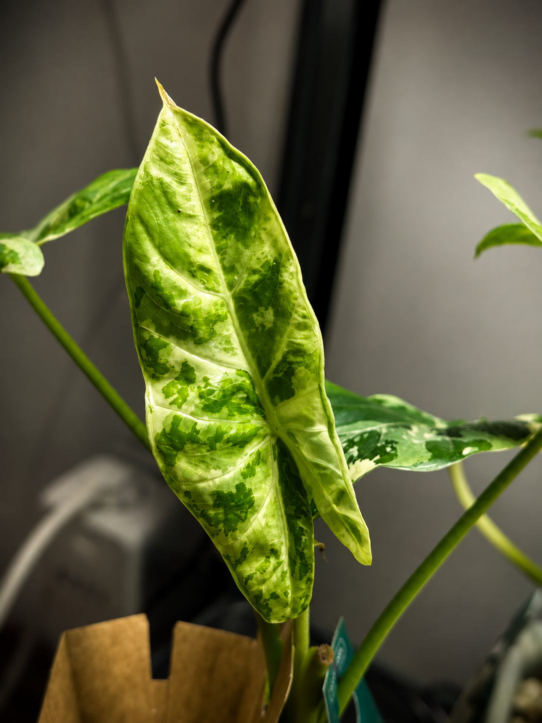 Alocasia Acuminata Albo - Mother Plant size