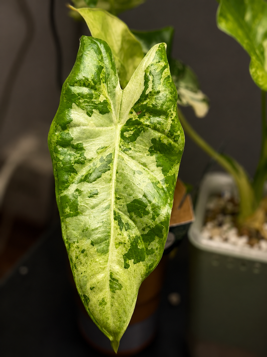 Alocasia Acuminata Albo - Mother Plant size