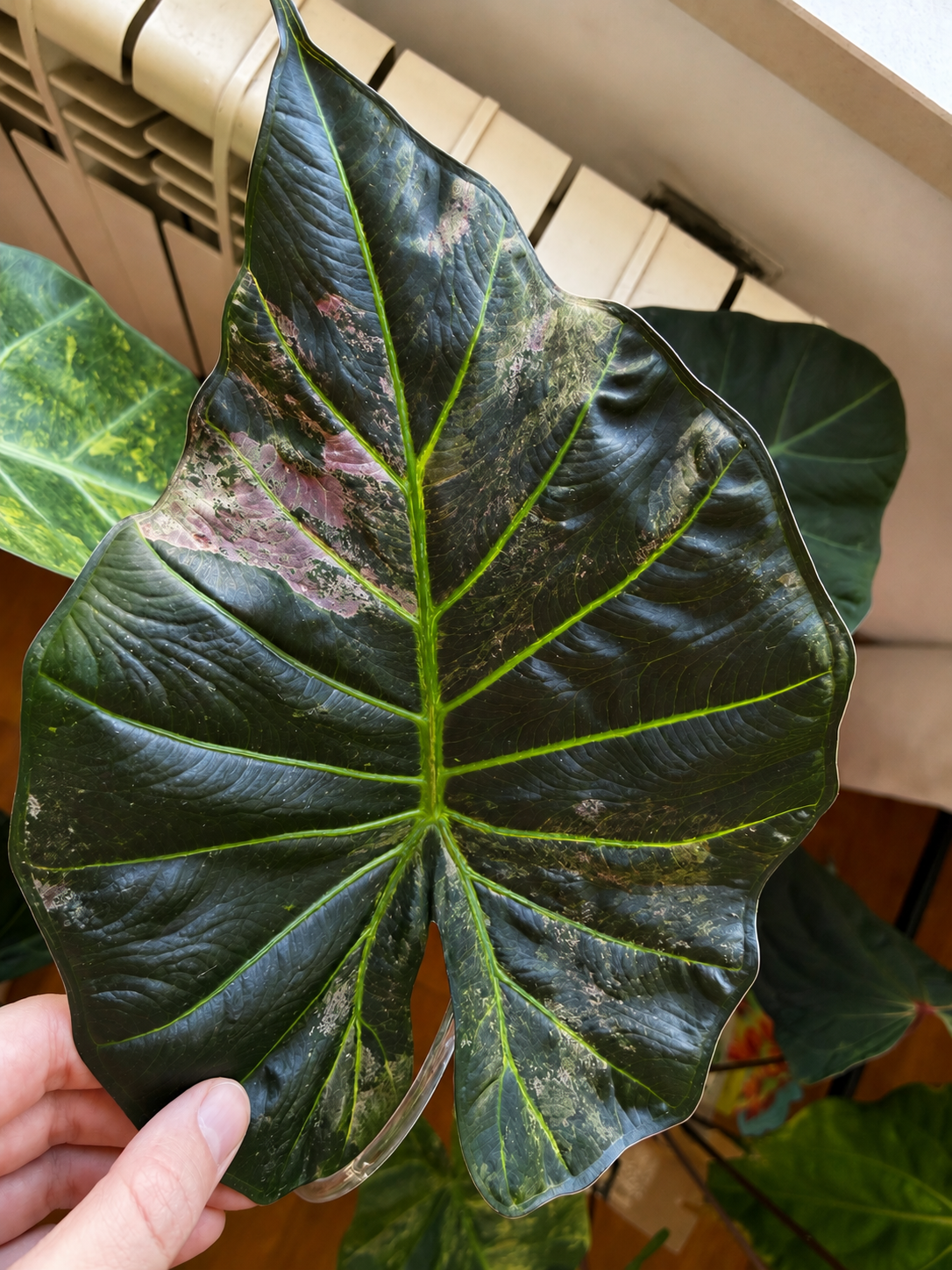 Alocasia Regal Shield Aurea corm