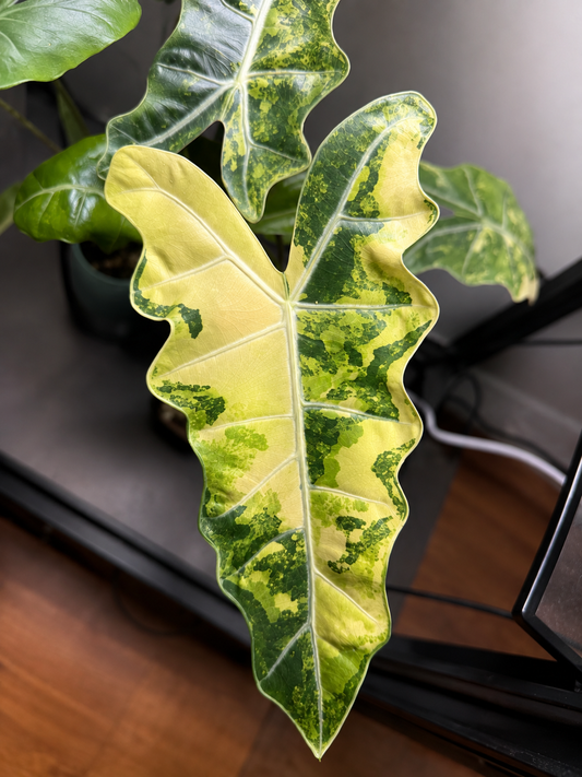 Alocasia Pseudo Sanderiana Aurea corms