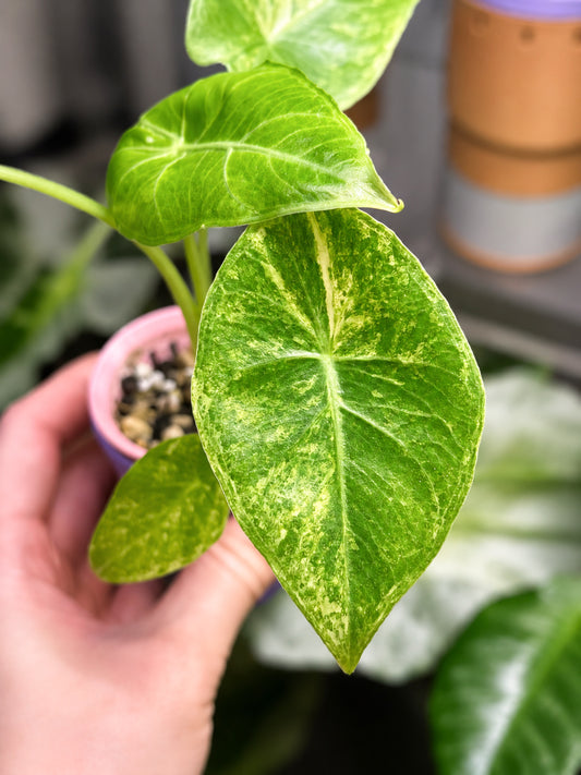 Alocasia Calidora x Longiloba x Pink Dragon Hybrid
