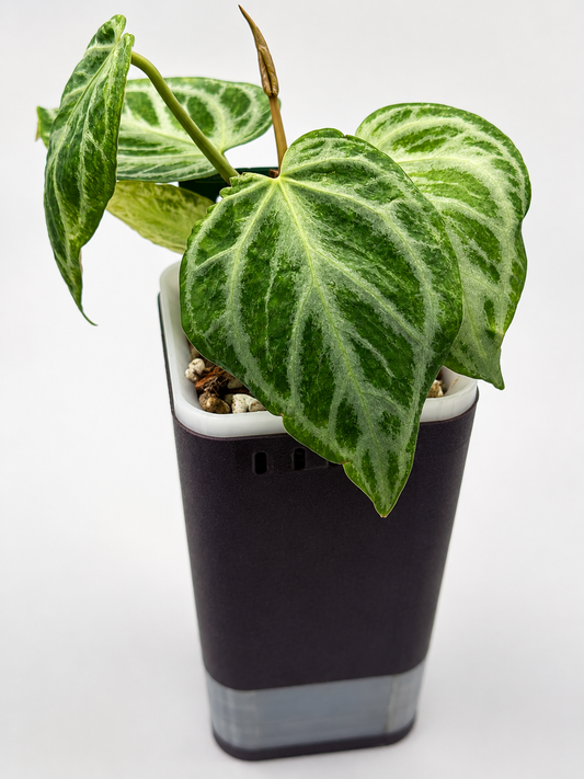 Anthurium ‘Silver Blush’ Mint