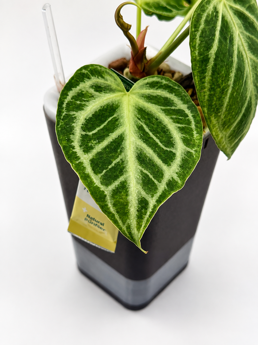 Anthurium ‘Silver Blush’ Mint