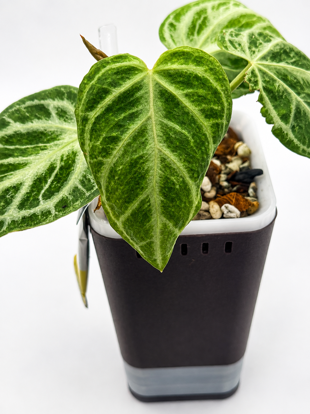 Anthurium ‘Silver Blush’ Mint