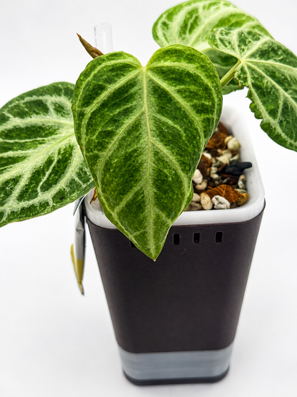 Anthurium ‘Silver Blush’ Mint