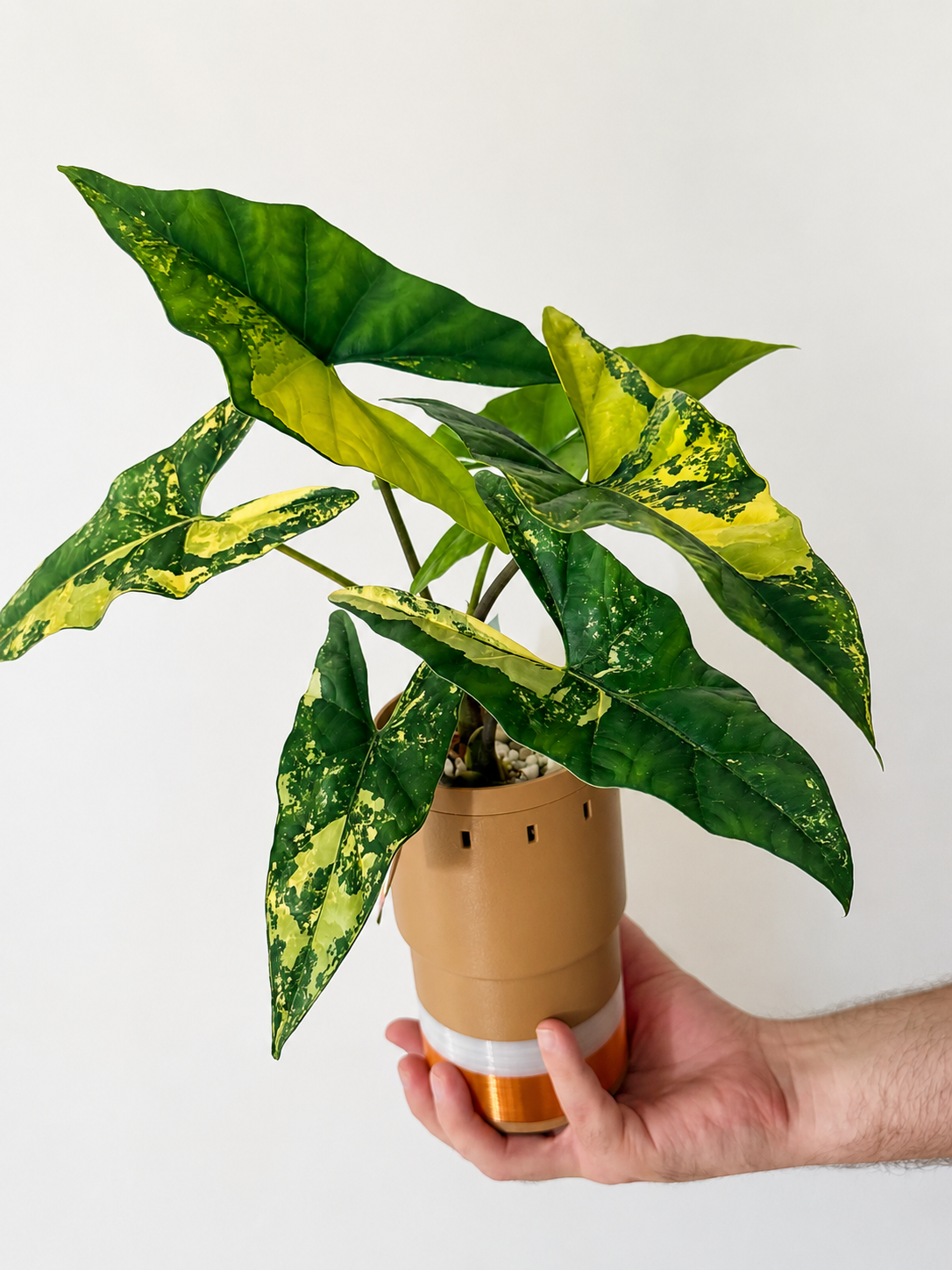 Alocasia Simpo Aurea - Mother Plant Size