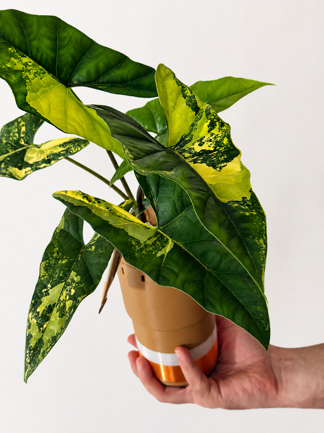 Alocasia Simpo Aurea - Mother Plant Size