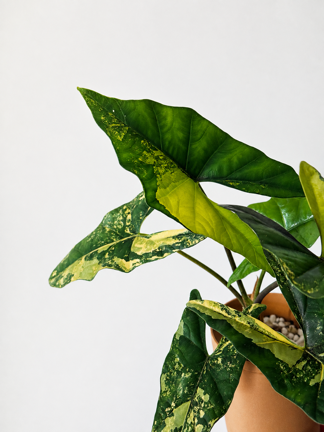 Alocasia Simpo Aurea - Mother Plant Size