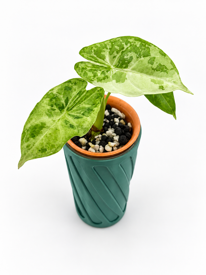 Alocasia Acuminata Albo