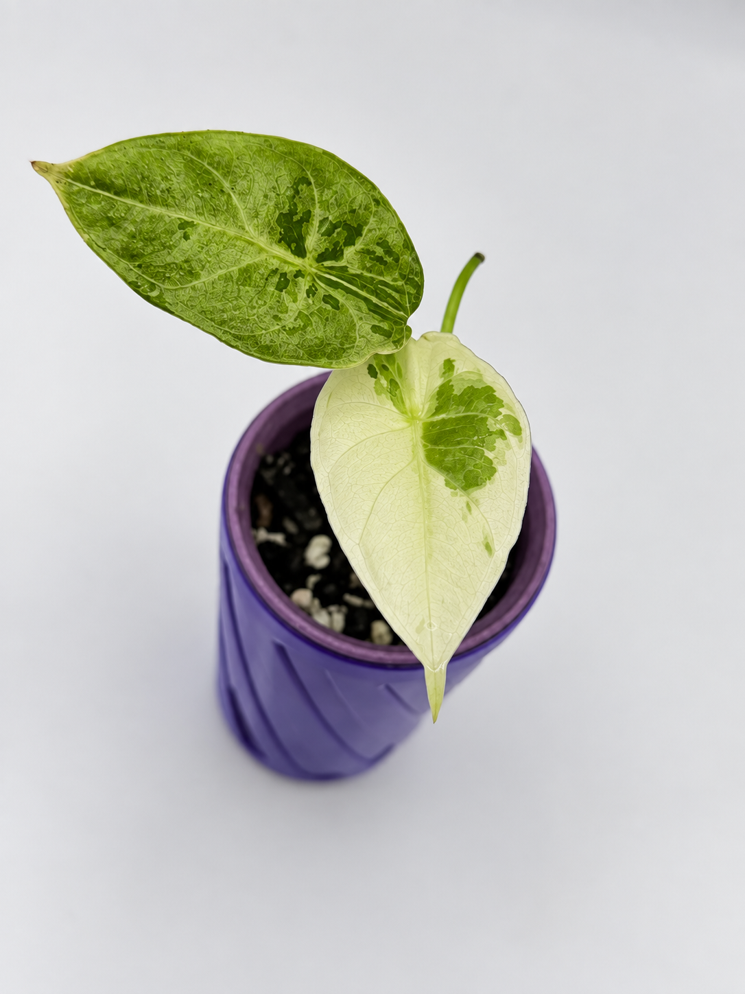 Alocasia Acuminata Albo