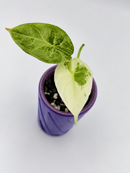 Alocasia Acuminata Albo