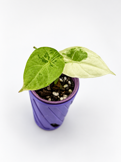 Alocasia Acuminata Albo
