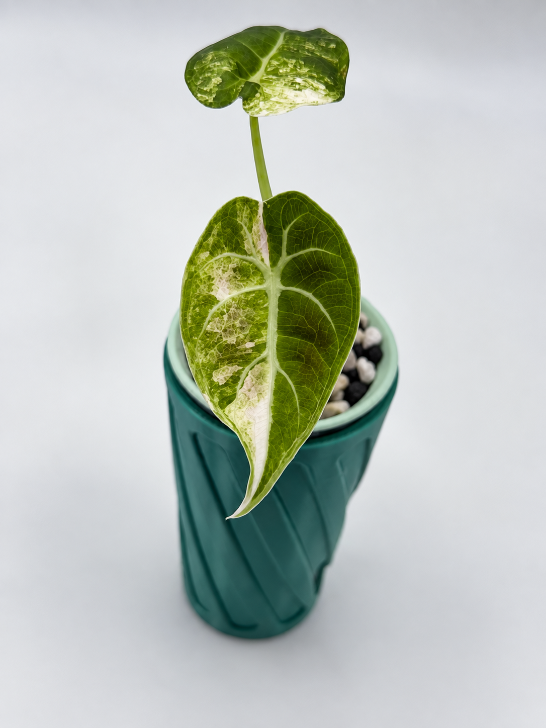Alocasia Watsoniana Glossy Albo