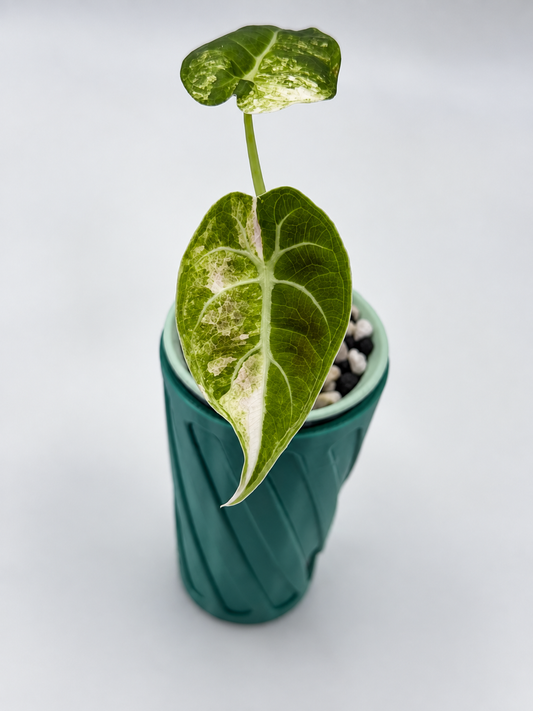 Alocasia Watsoniana Glossy Albo