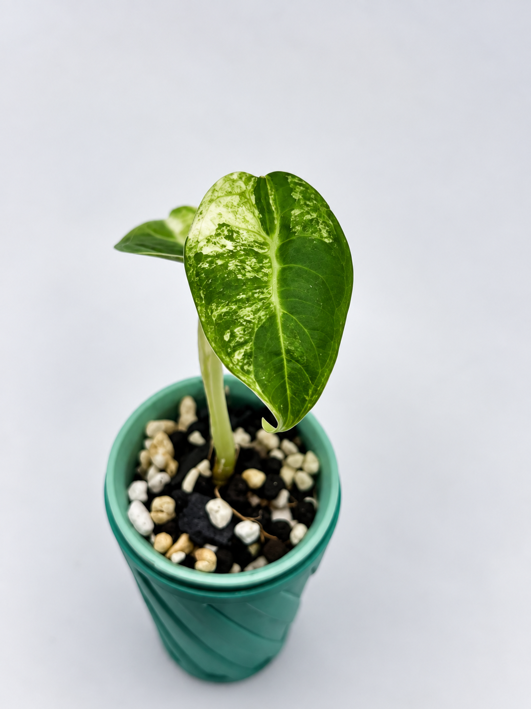 Alocasia Watsoniana Glossy Albo