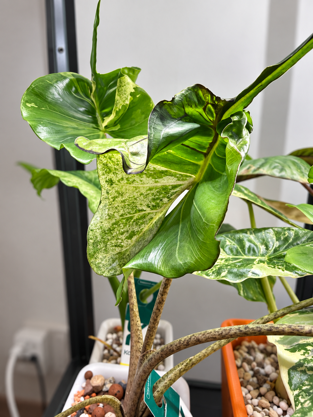 Alocasia Stringray Marble Mint corm