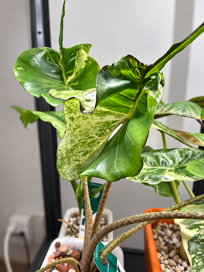 Alocasia Stringray Marble Mint corm