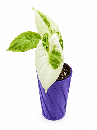 Alocasia Acuminata Albo