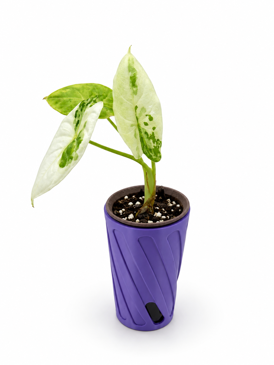 Alocasia Acuminata Albo