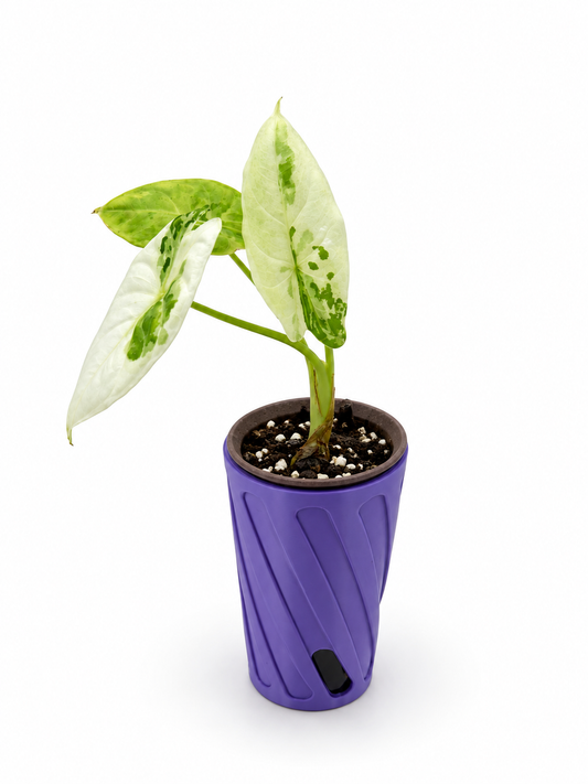 Alocasia Acuminata Albo