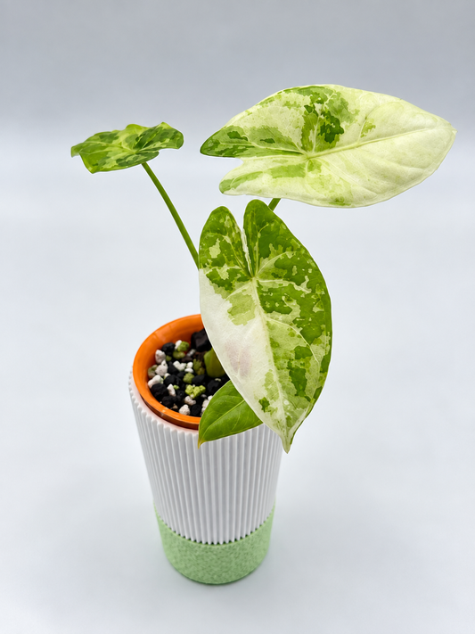 Alocasia Acuminata Albo