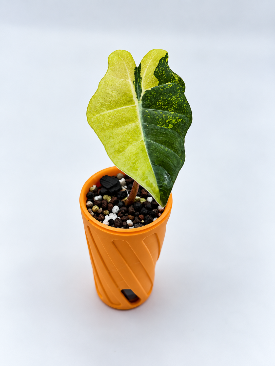 Alocasia Pseudo Sanderiana Aurea