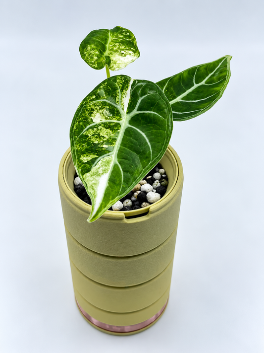 Alocasia Watsoniana Albo