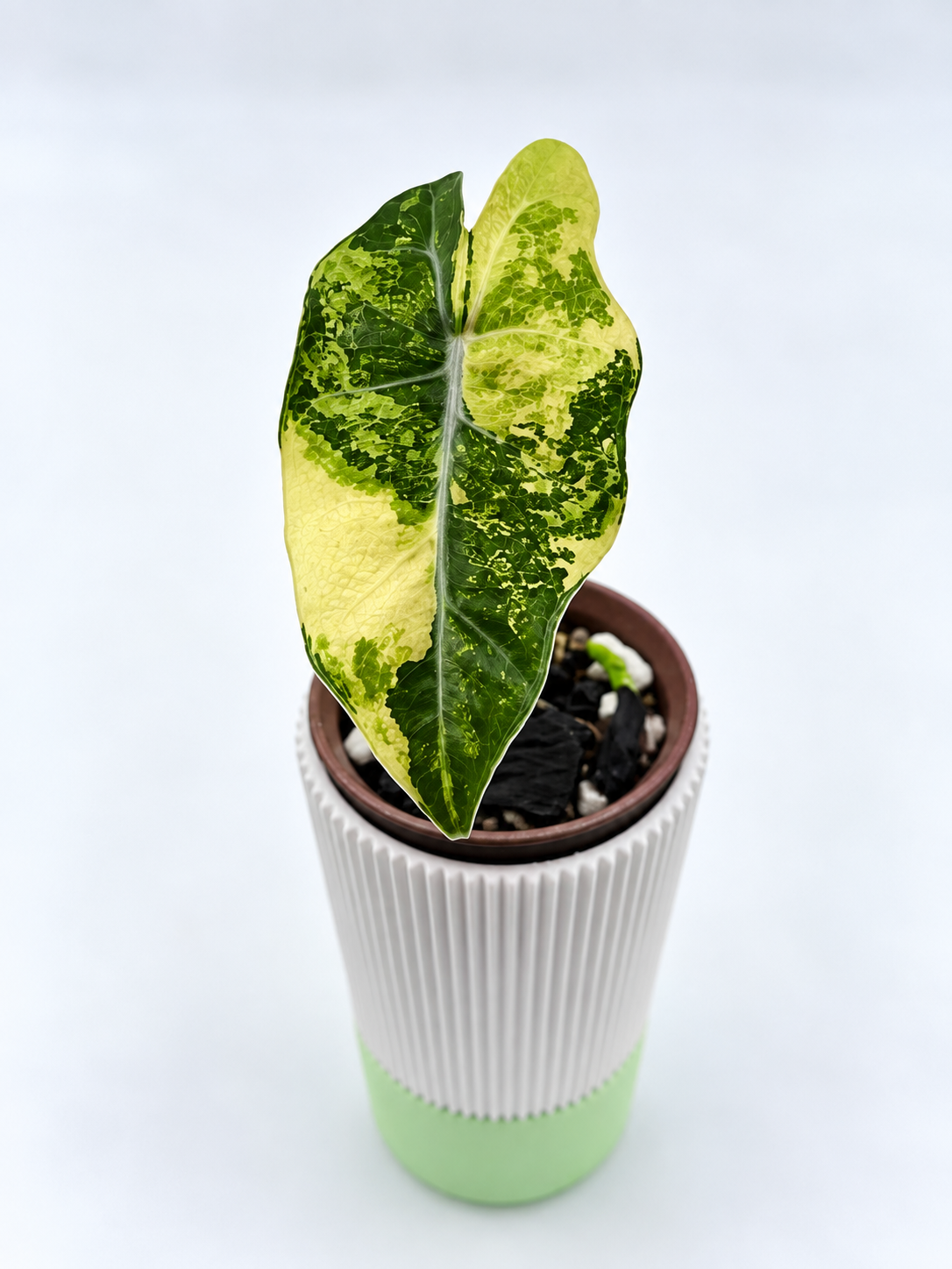 Alocasia Pseudo Sanderiana Aurea