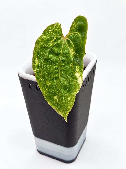 Anthurium Forgetti x RVDP Mutated Clone