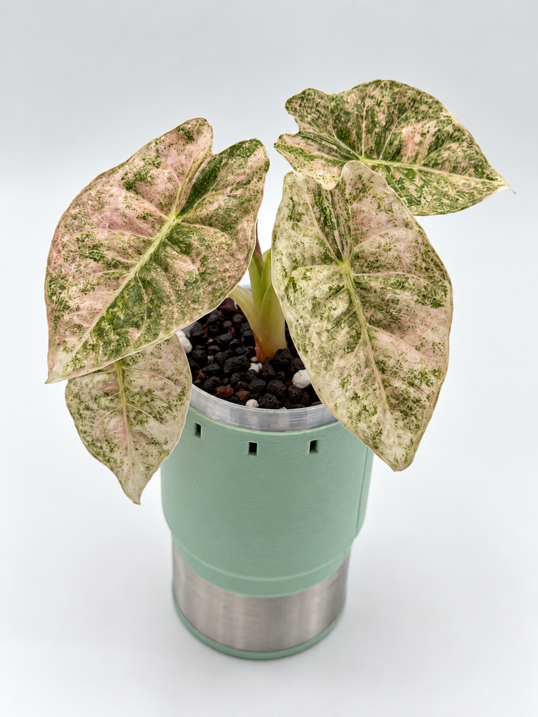 Alocasia Golden Bone Pink Splash Corm
