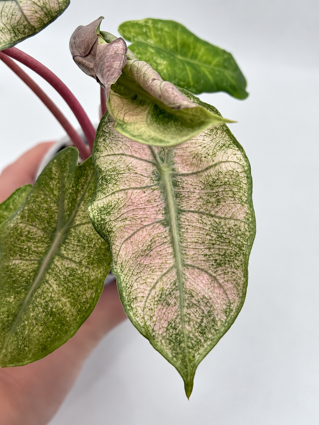 Alocasia Pink Dragon Stardust Corm