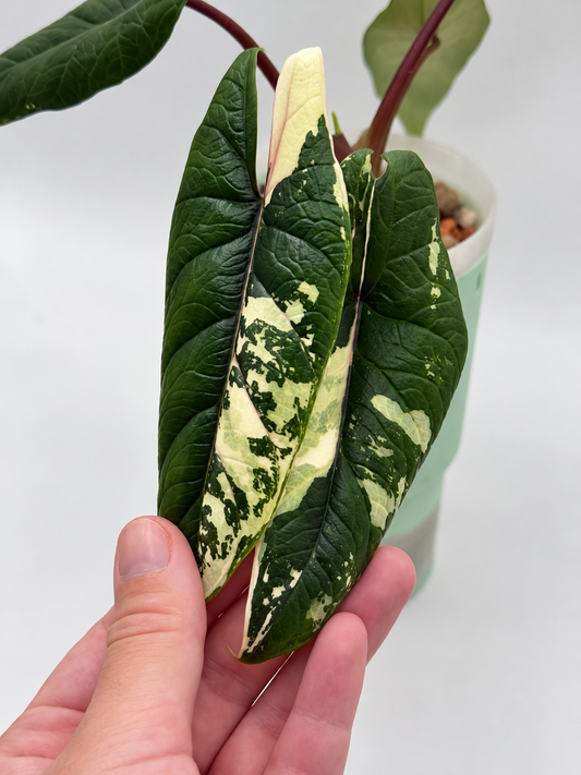 Alocasia Scalprum Albo Corm