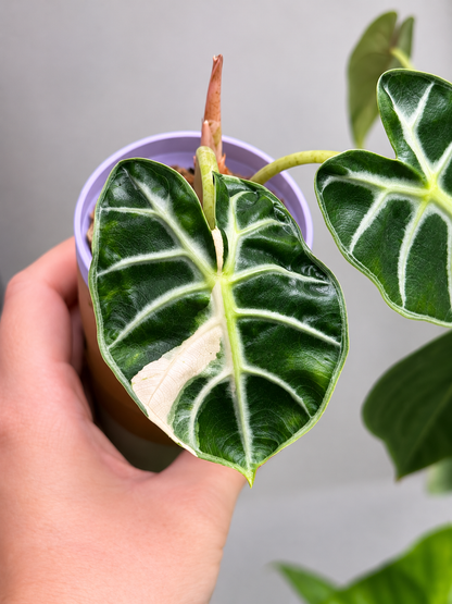 Alocasia Heart Balloon Pink Corm