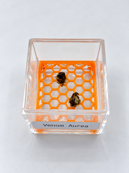 Alocasia Venom Aurea Corm
