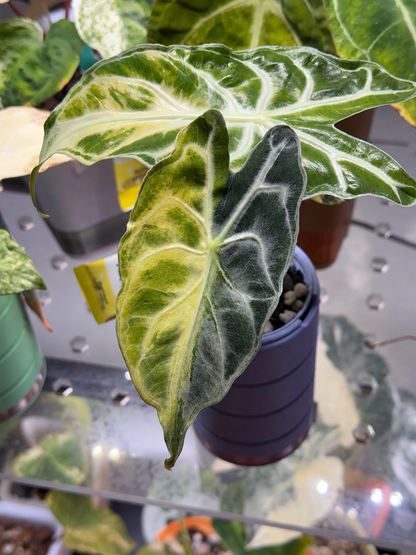 Alocasia Venom Aurea Corm