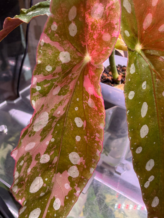 Begonia Maculata Pink