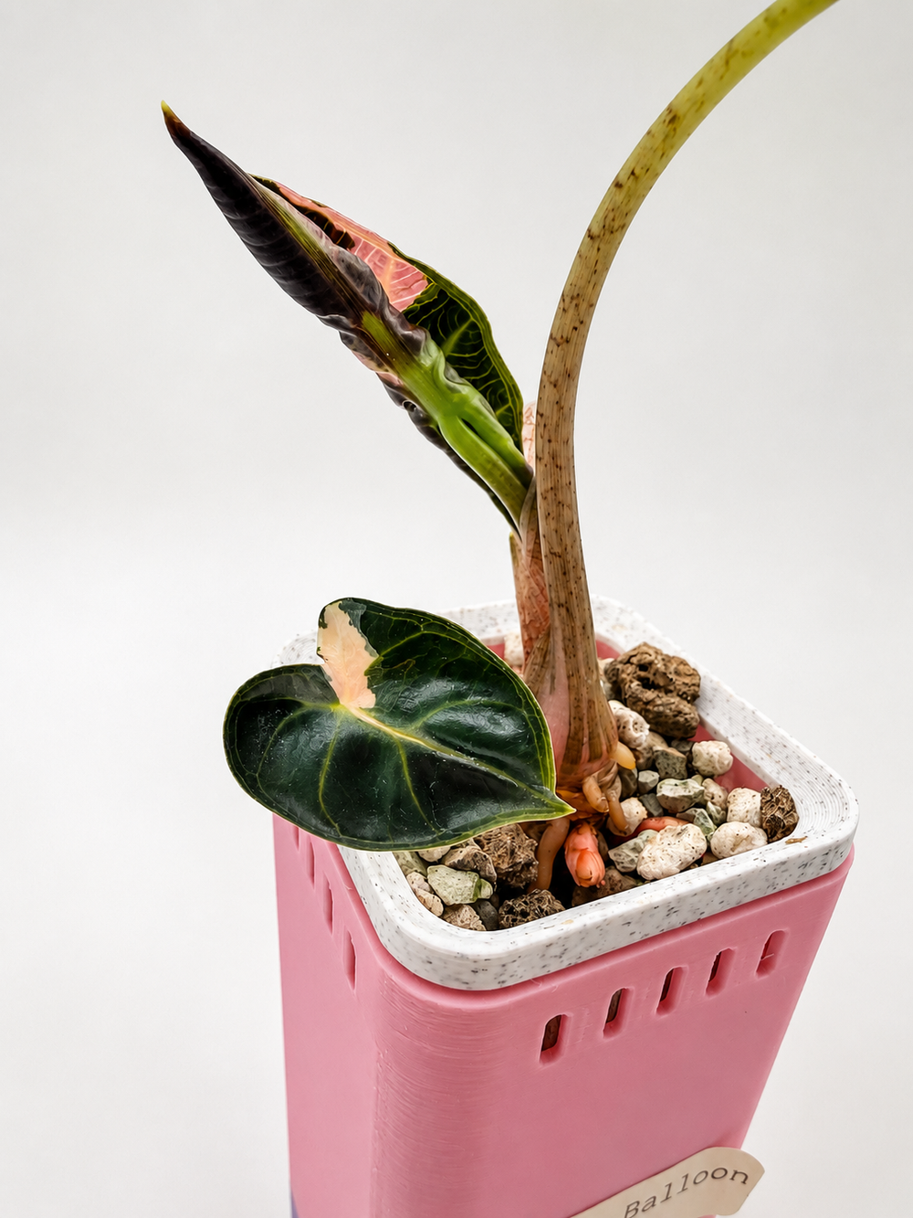 Alocasia Heart Balloon Pink
