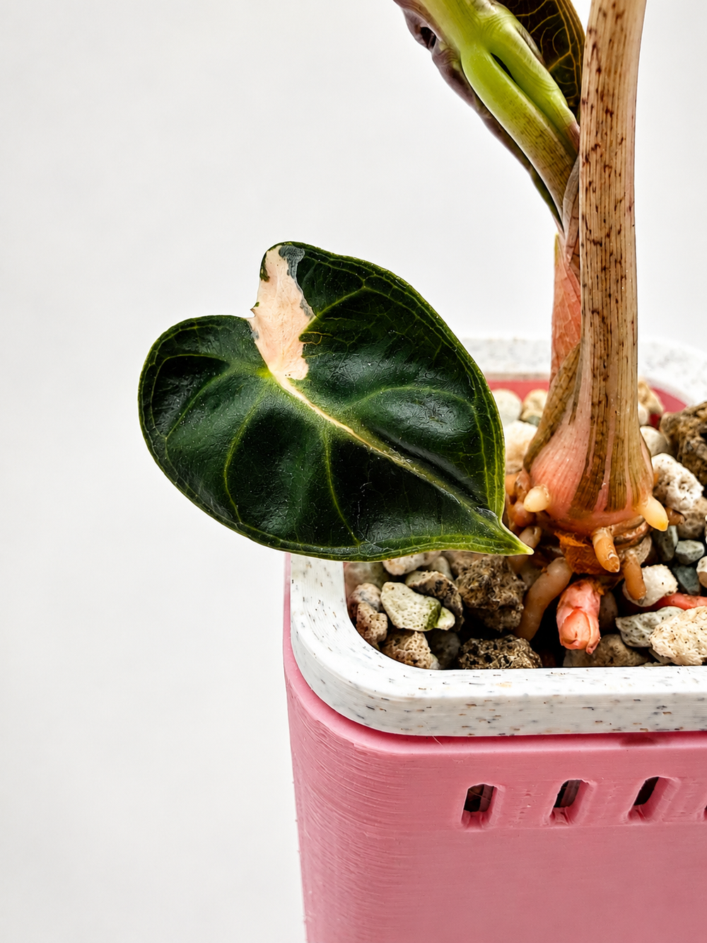 Alocasia Heart Balloon Pink