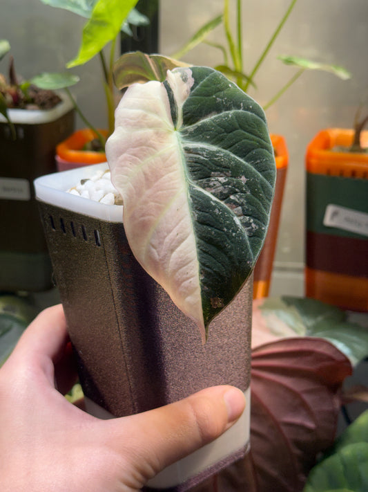 Alocasia Black Velvet Pink corms