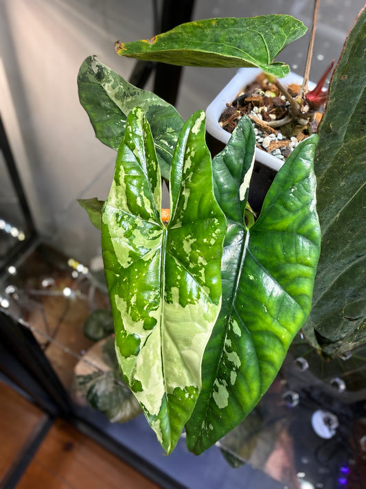 Alocasia Simpo Albo